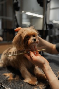 Kuaförde küçük bir Maltipa 'nın saç kesimi. Yüksek kalite fotoğraf