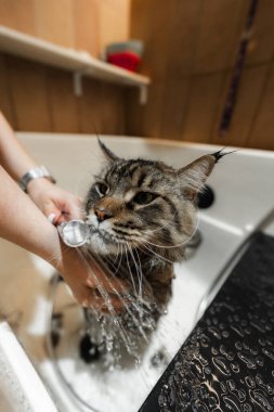 Maine Rakunu Büyük Kedi 'yi yıkıyorum. Yüksek kalite fotoğraf