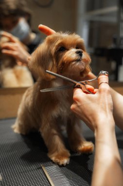 Kuaförde küçük bir Maltipa 'nın saç kesimi. Yüksek kalite fotoğraf