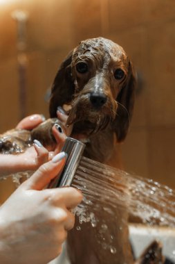 Bir kuaförde küçük bir köpeği yıkamak. Yüksek kalite fotoğraf