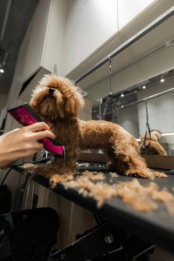 Kuaförde küçük bir köpeğin saç kesimi. Yüksek kalite fotoğraf