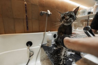 Maine Rakunu Büyük Kedi 'yi yıkıyorum. Yüksek kalite fotoğraf