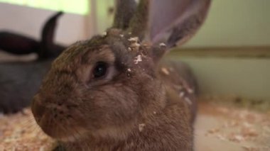 Çiftlikteki kara tavşanlar. Yüksek kalite 4k görüntü