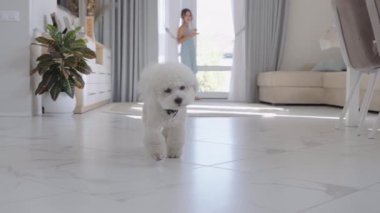 Küçük bir köpek şık bir oturma odasında dolaşırken bir kadın içecek hazırlıyor..