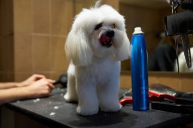 Tüylü beyaz bir köpek bakım masasında duruyor, şımartılıyor..