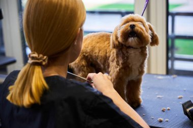 Bir kuaför pofuduk bir köpeği şekillendirirken şımartılmaktan zevk alır..