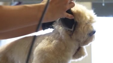 Yetenekli bir kuaför, içeride makasla köpek kürkünü buduyor..
