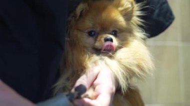 Çekici bir Pomeranya 'lı nazikçe tutulurken tımar seansından zevk alır..