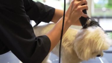 Bir tımar ustalıkla tüylü bir köpek kürkünü dikkatli bir dikkatle keser..