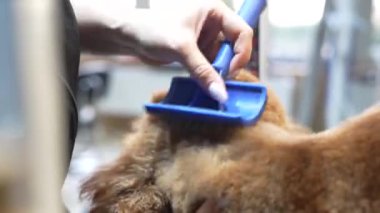Golden Retriever, fırçalarken tımar edilmekten zevk alır..