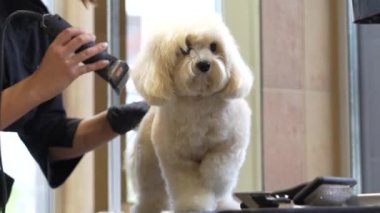 Kabarık tüylü bir köpek kuaförde bakım görüyor..