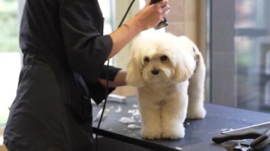 Bir kuaför, parlak bir kuaförde pofuduk bir köpek stili yapar..