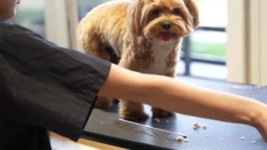 Bir kuaför kürkünü dikkatlice budarken bir köpek tımar etmekten zevk alır..