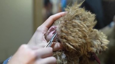 Bir tımarcı bir köpeğin kulaklarını temizler. Yüksek kalite 4k görüntü