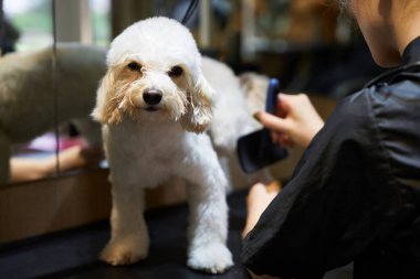 Bir tımarcı, iyi aydınlatılmış bir kuaförde küçük bir köpeği fırçalar..