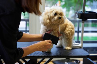 Bir kuaför, güneşli bir kuaförde pofuduk bir köpek stili yapar..