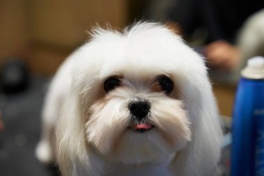 Şirin pofuduk bir köpek bakımdayken neşeli dilini gösterir..