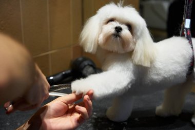 Profesyonel bir tımarcı şirin beyaz bir köpeğin patisini buduyor..