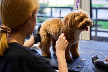 Bir kuaför, iyi aydınlatılmış bir kuaförde küçük bir köpeği tımar eder..