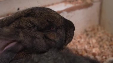 Çiftlikteki kara tavşanlar. Yüksek kalite 4k görüntü