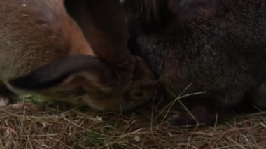 Çiftlikteki kara tavşanlar. Yüksek kalite 4k görüntü