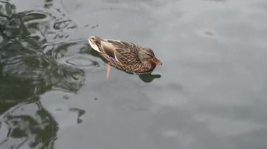 Sakin bir ördek göl yüzeyinde zarif bir şekilde yüzer..