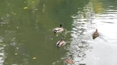 Üç ördek, yansımalarla dolu sakin bir gölette zarifçe süzülüyor..