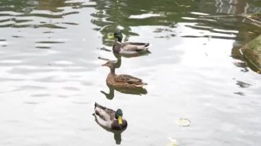 Üç ördek bir gölün sakin sularında zarifçe süzülüyor..