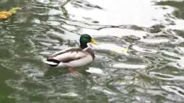 Bir yaban ördeği, sonbahar yapraklarıyla birlikte sakin sularda süzülür..