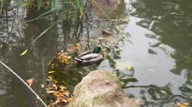 Bir yaban ördeği sonbaharda sakin sularda sakince süzülür..