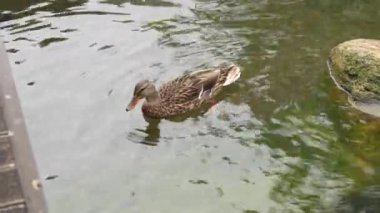 Bir yaban ördeği huzurlu bir gölette sakin sularda süzülür..