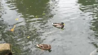 İki ördek, sonbaharda sakin bir gölette huzur içinde süzülür..
