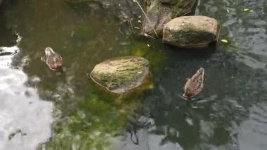 Ördekler sakin suda süzülür, dışarıda huzurlu bir öğleden sonranın tadını çıkarırlar..