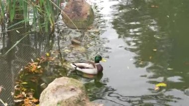 Bir yaban ördeği doğayla çevrili sakin bir gölette zarifçe yüzer..