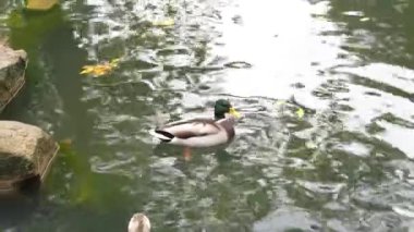Bir yaban ördeği sakin sularda sakince süzülür..