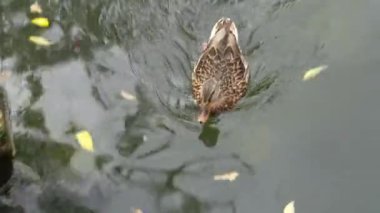 Bir ördek, yapraklarla dolu sakin bir gölette rahatça süzülür..