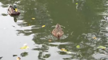 İki ördek, sonbahar yaprakları dağılmış bir gölette süzülüyor..