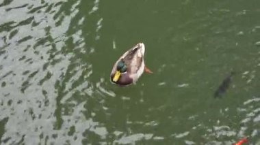 Güneşli bir günde bir yaban ördeği göletin sakin sularında süzülür..