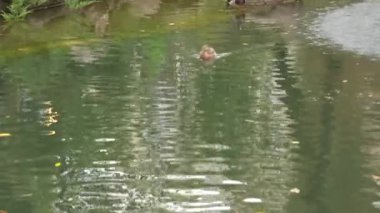 Bir yaban ördeği göletin sakin sularında sorunsuzca süzülür.