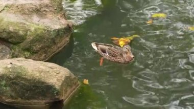 Bir ördeğin sakince yapraklarla dolu bir gölette süzülüşünü izle..