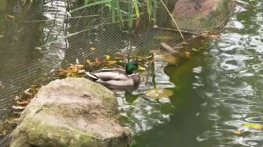 Bir yaban ördeği kayaların yakınındaki gölet yüzeyinde zahmetsizce süzülür..