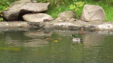 İki ördek, doğa parkında huzurlu bir gölette yüzmenin keyfini çıkarıyor..