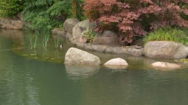 Huzurlu bir bahçe göleti yemyeşil ve kayaların arasında ördekler barındırır..