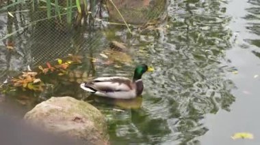 Bir yaban ördeği, sonbahar yapraklarıyla çevrili sakin bir göletin üzerinde süzülür..