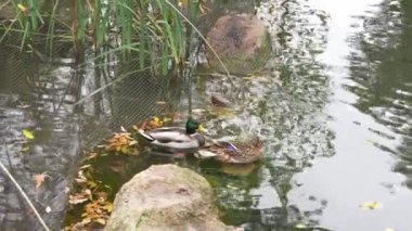 İki ördek, etraflarındaki yapraklarla sakin bir gölette süzülüyor..