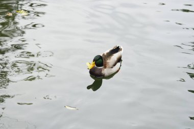 A mallard duck glides over serene water with lily pads around. clipart