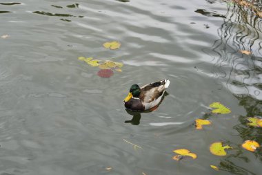 Bir ördek, sonbahar yapraklarıyla birlikte sakin bir gölette süzülüyor..