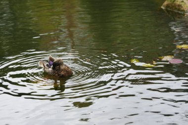 Bir ördek sakin sularda süzülür ve etrafında hafif dalgalar oluşturur..