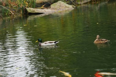 İki ördek yemyeşil sularla çevrili sakin bir gölette süzülüyor..
