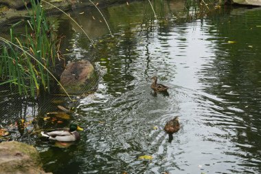 Ördekler, yakınlarındaki yemyeşil bitkilerle sakin bir gölette süzülür..